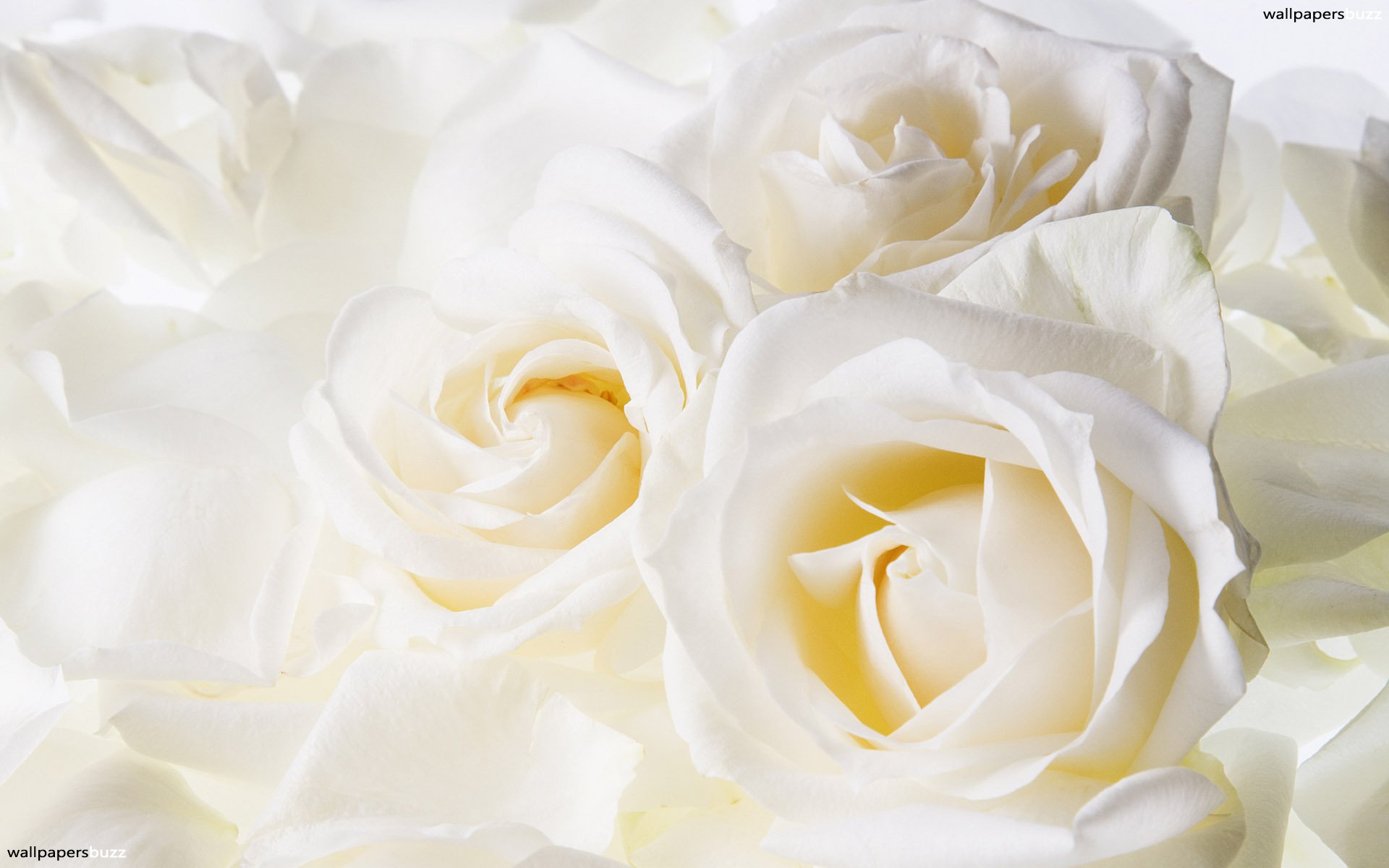 Beautiful White RoseWallpapers