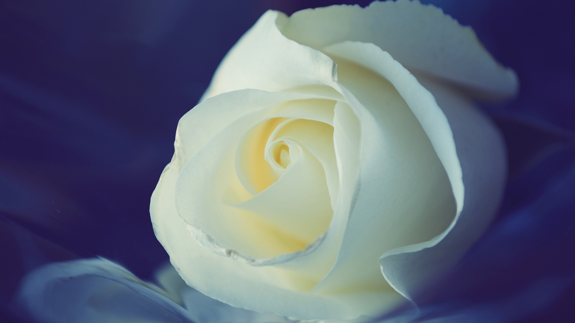 Beautiful White RoseWallpapers