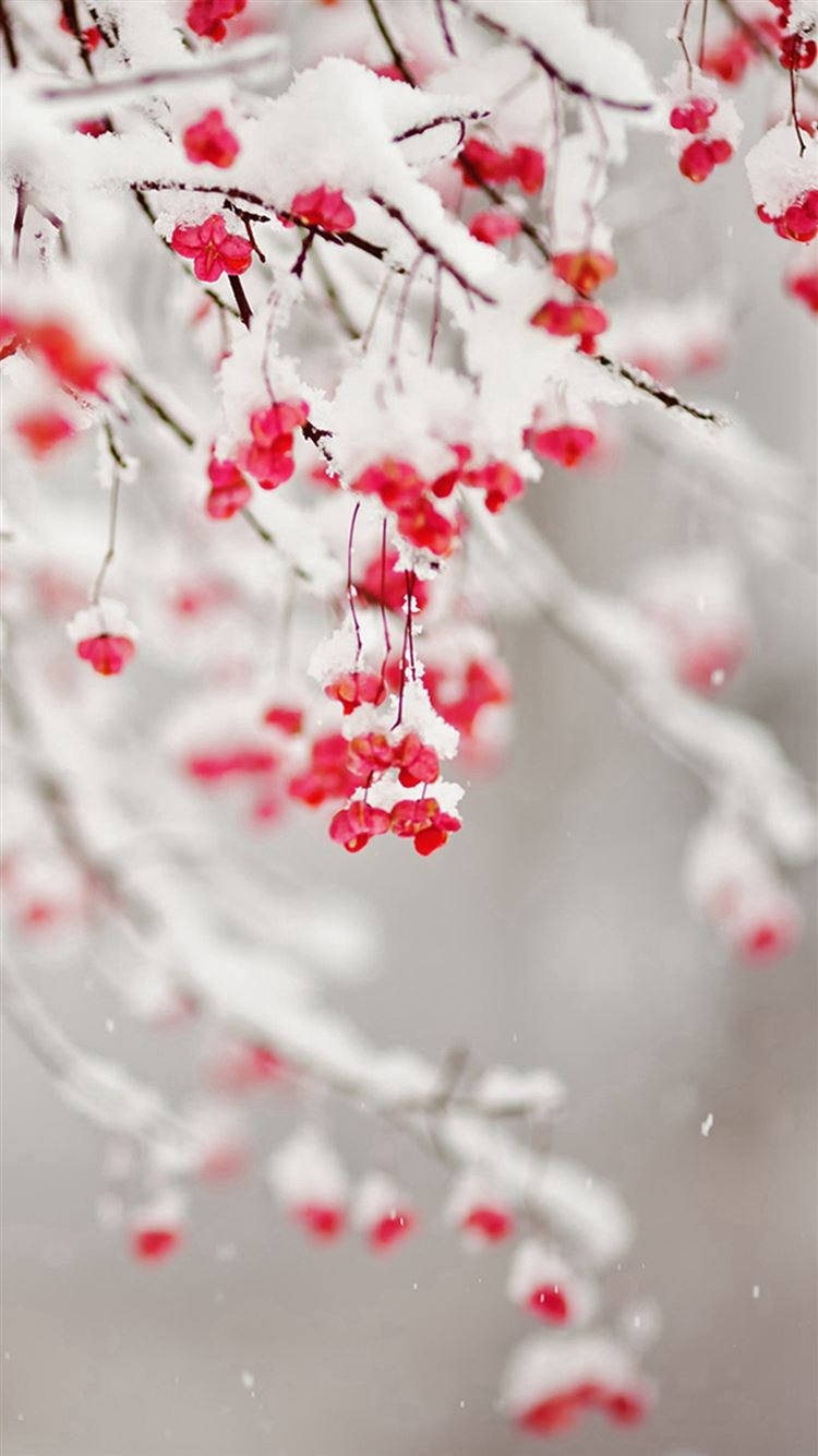 Beautiful Winter Wallpapers