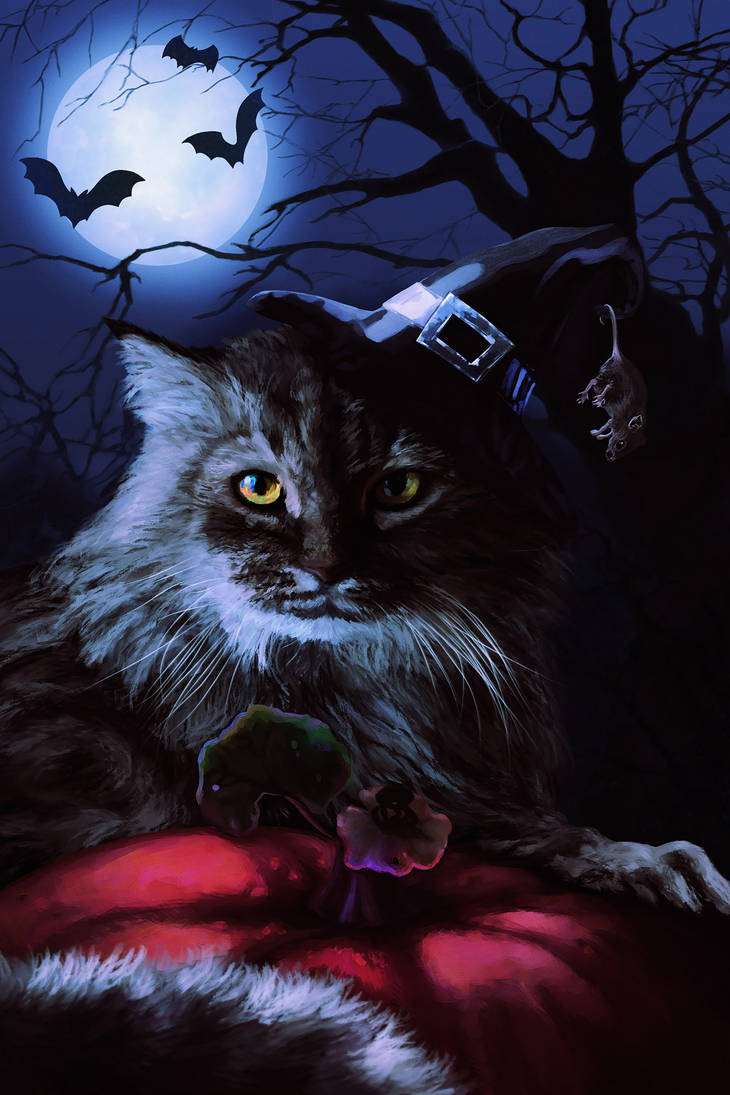 Beautiful Witch Cat Wallpapers
