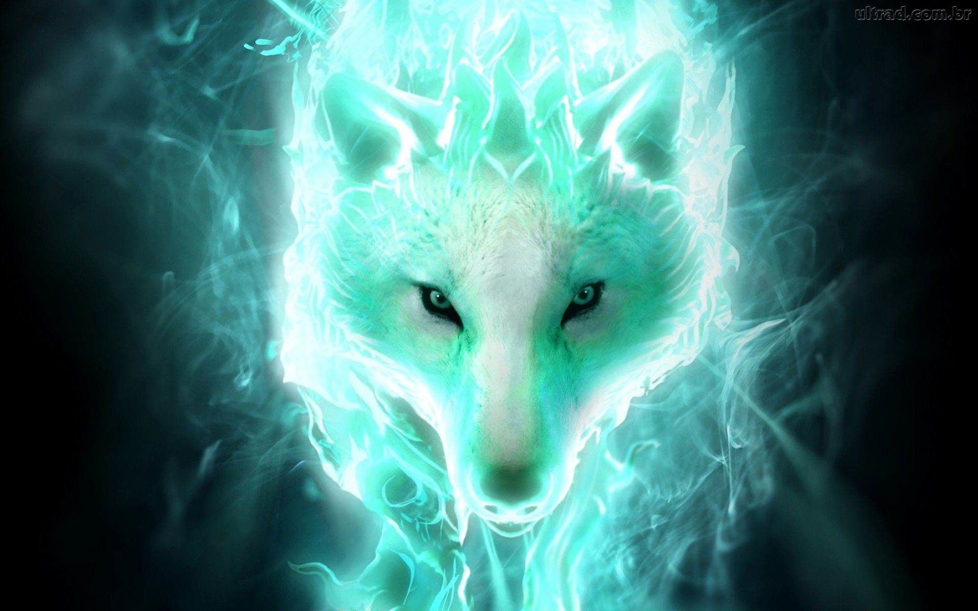 Beautiful Wolf Wallpapers