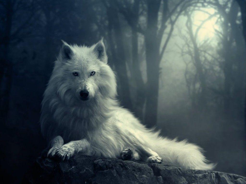 Beautiful Wolf Wallpapers