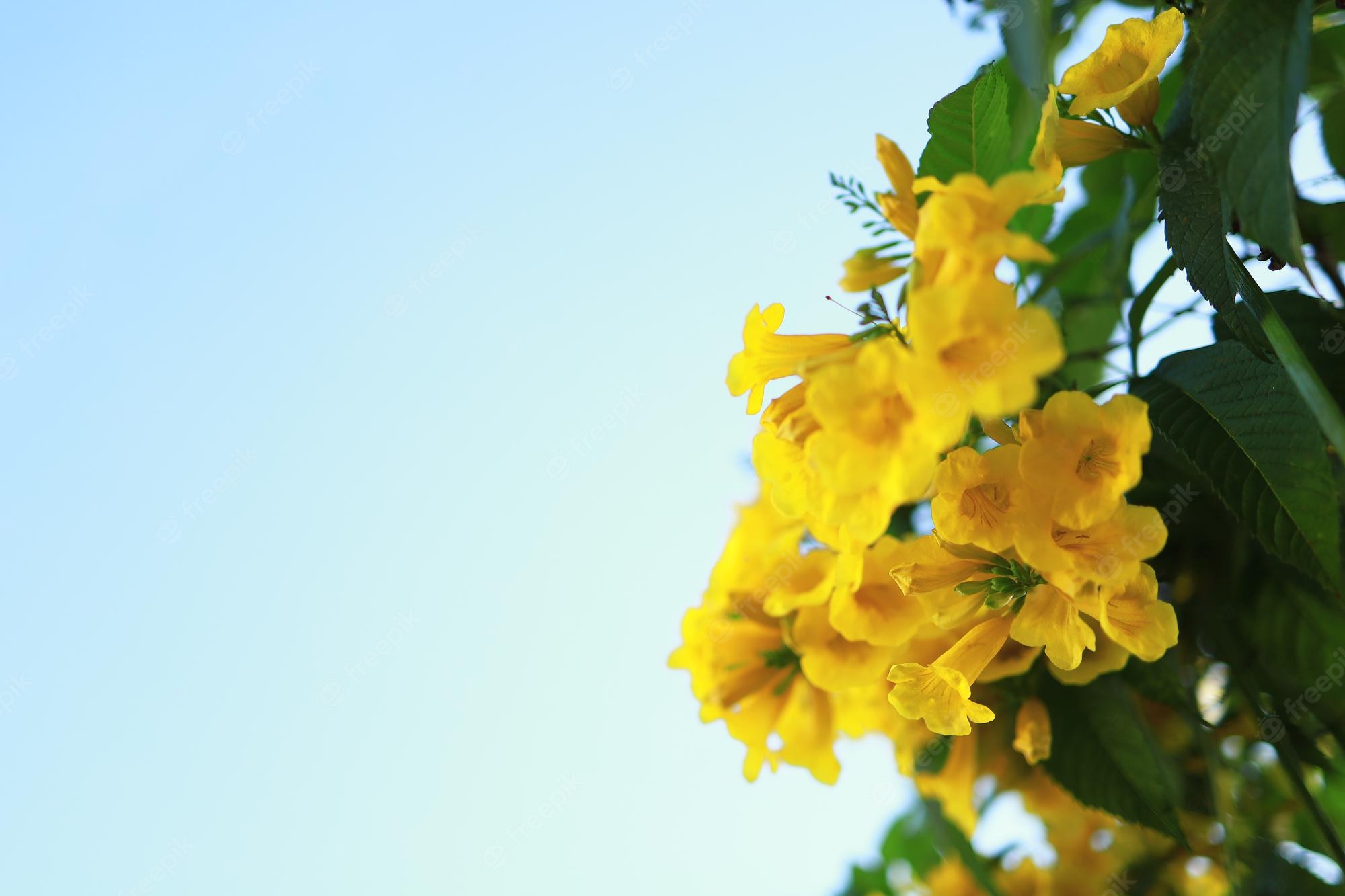 Beautiful Yellow Nature Wallpapers