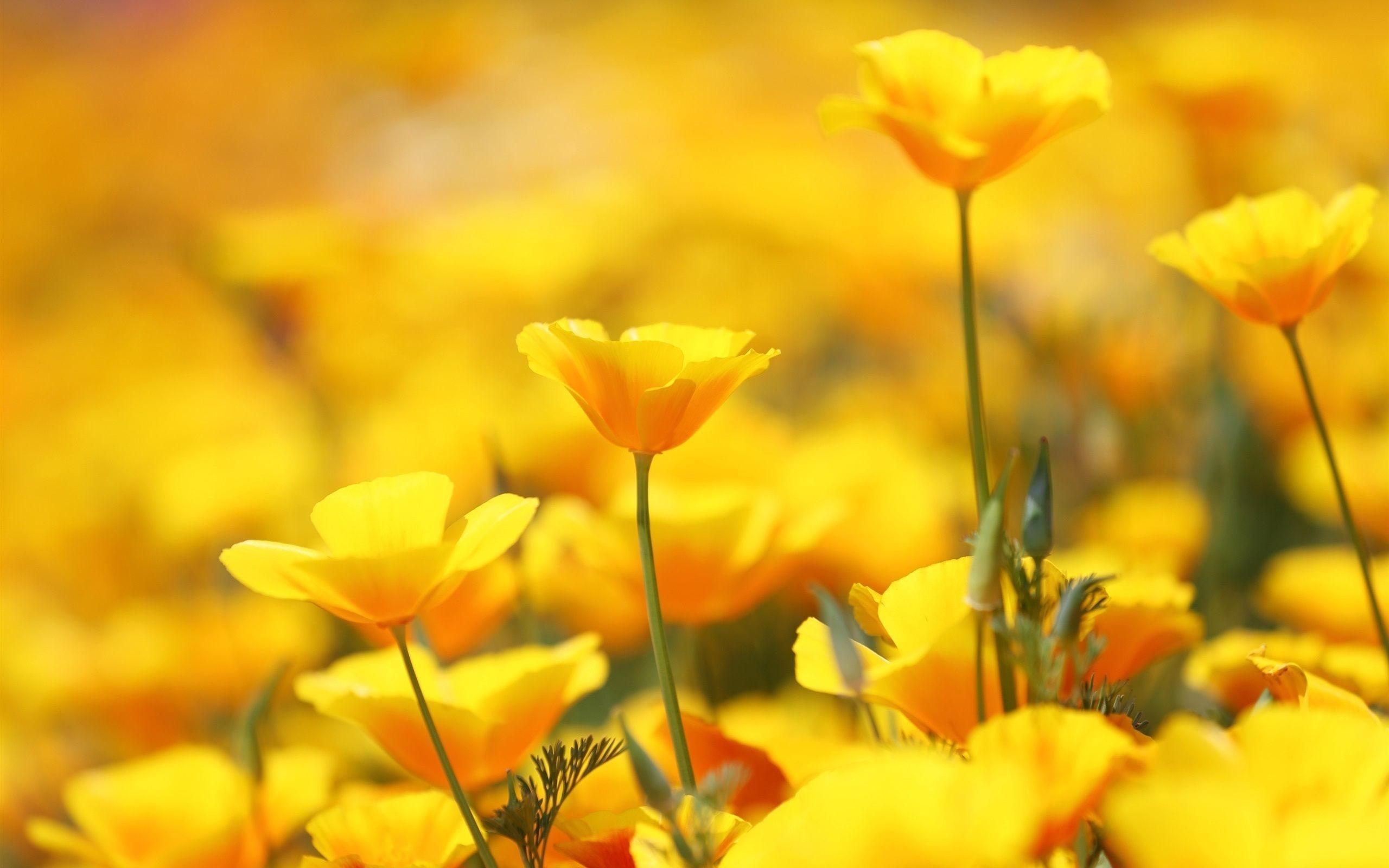 Beautiful YellowWallpapers