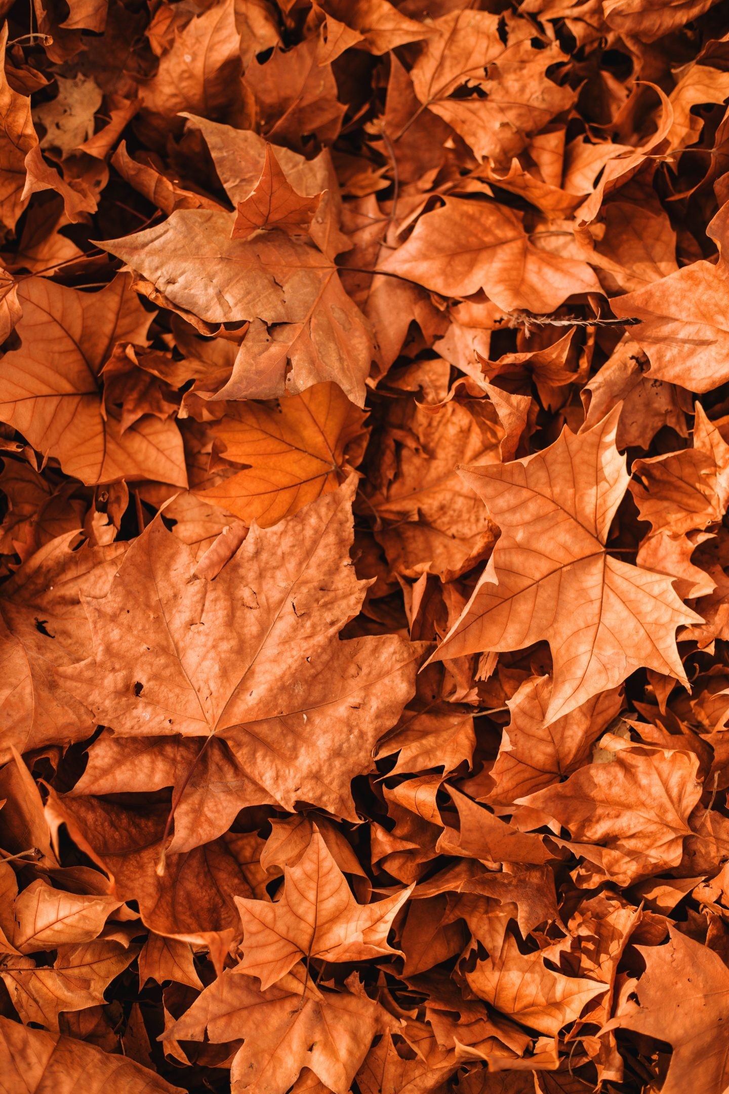 Cute Aesthetic AutumnWallpapers