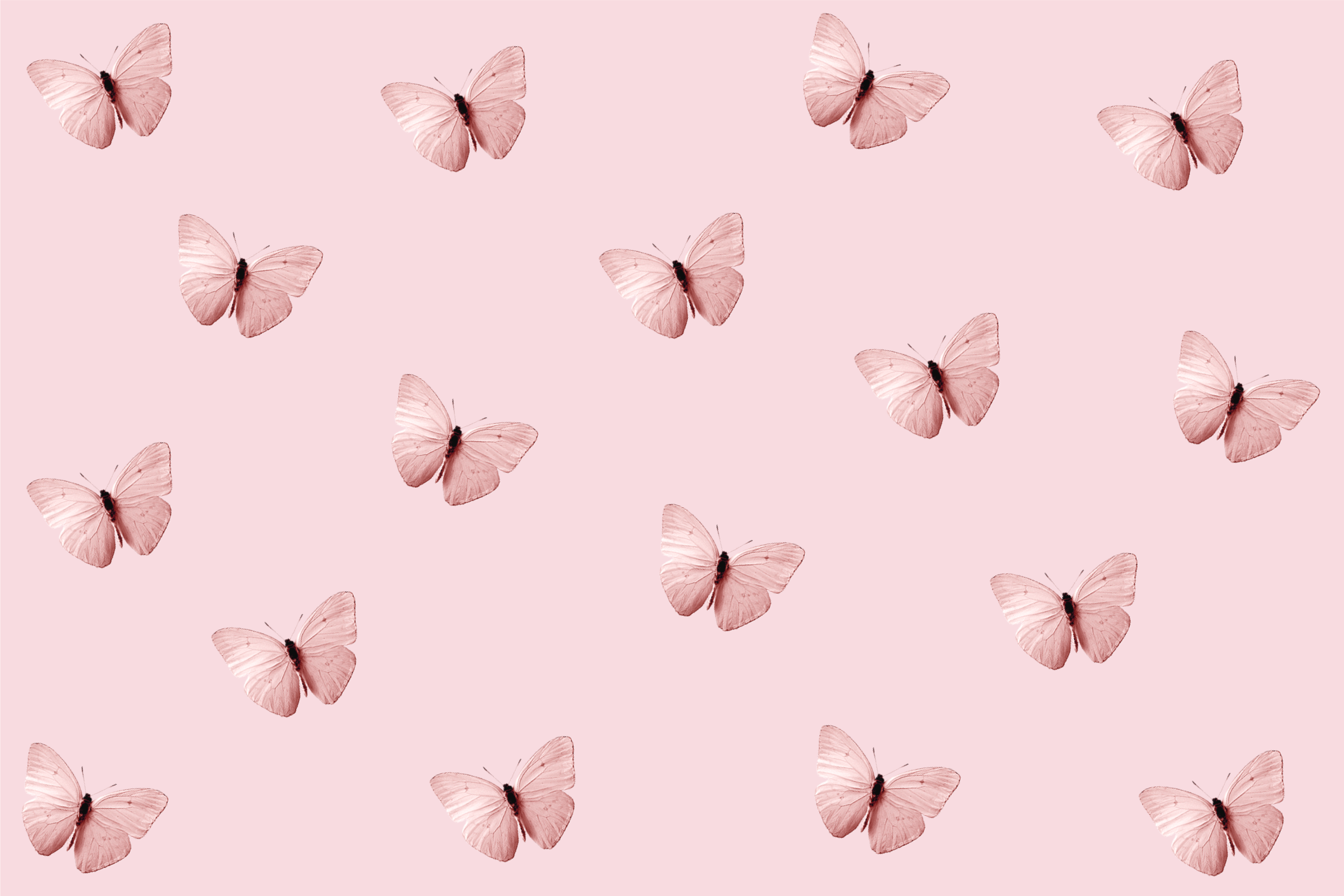 Cute Aesthetic ButterfliesWallpapers