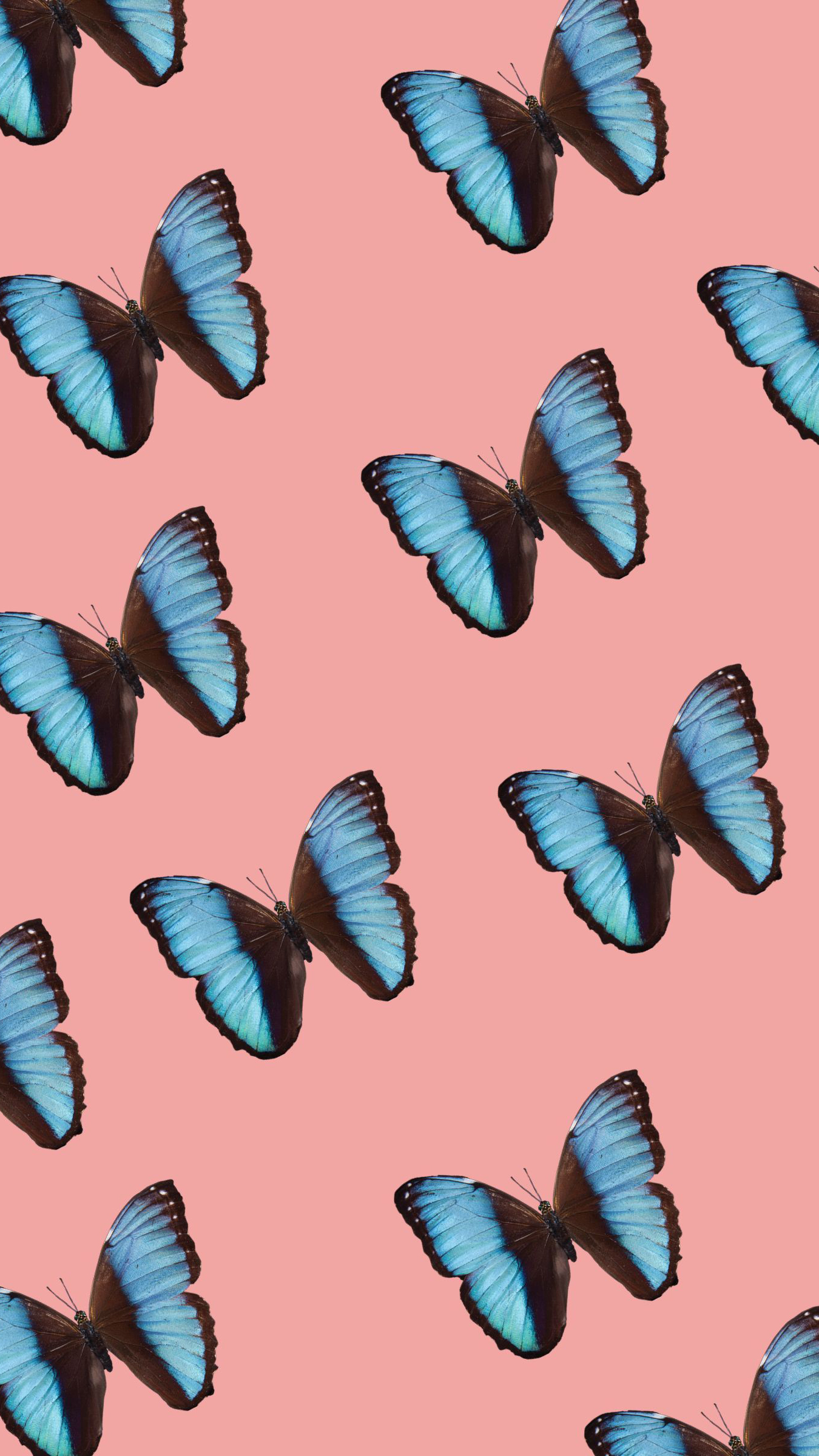 Cute Aesthetic ButterfliesWallpapers