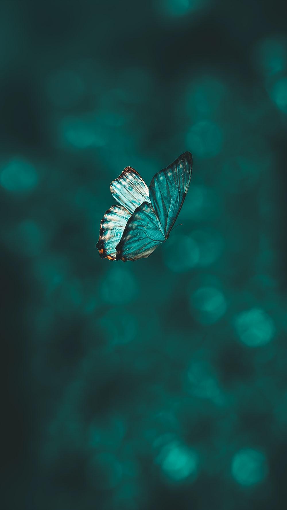 Cute Aesthetic ButterfliesWallpapers