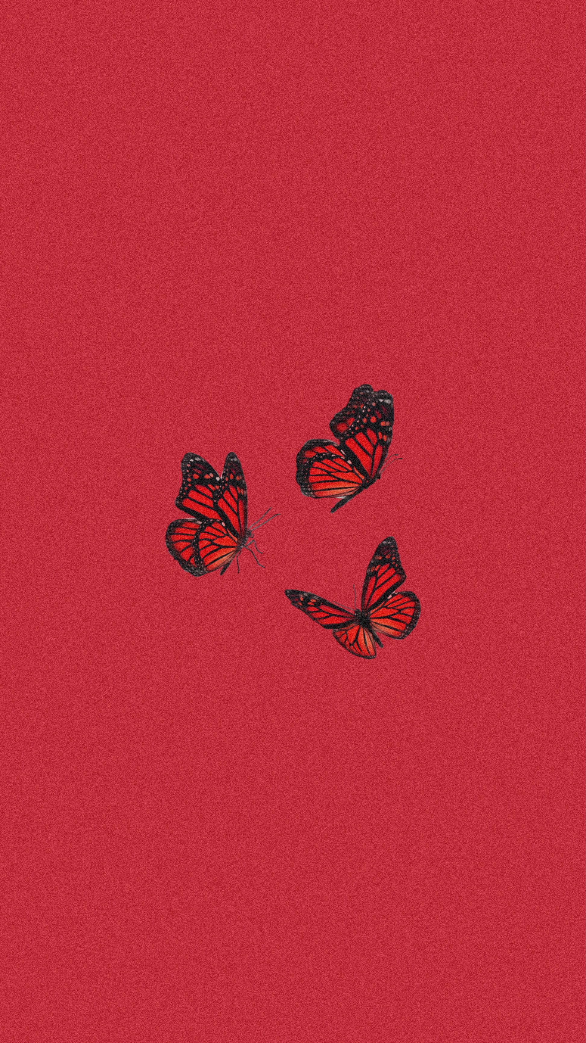 Cute Aesthetic ButterflyWallpapers