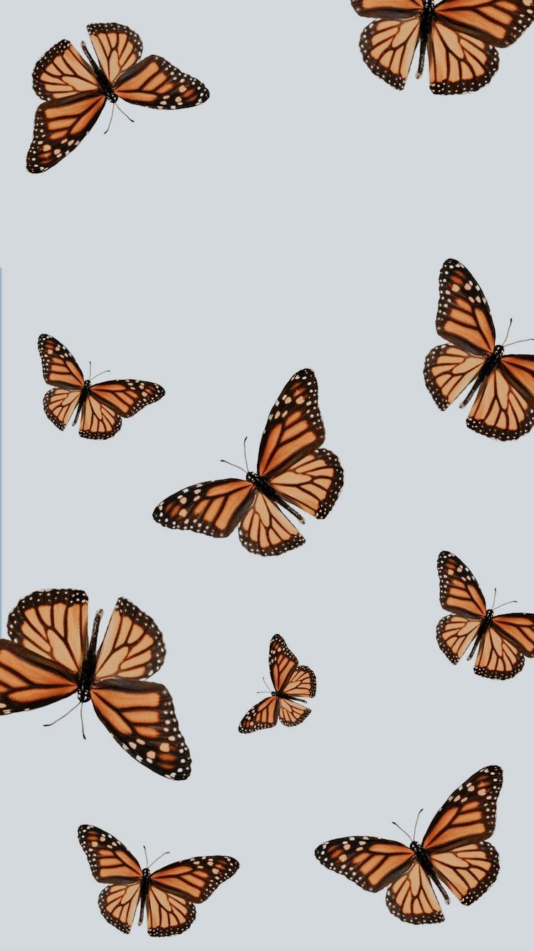 Cute Aesthetic ButterflyWallpapers