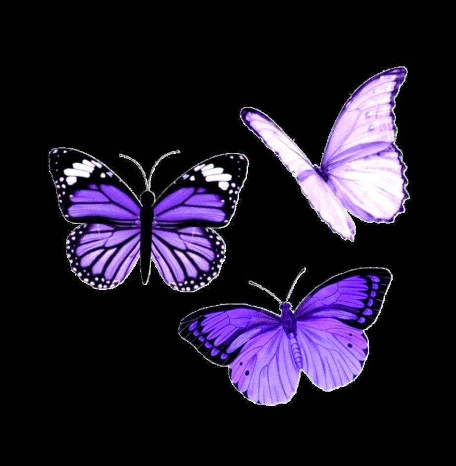 Cute Aesthetic ButterflyWallpapers