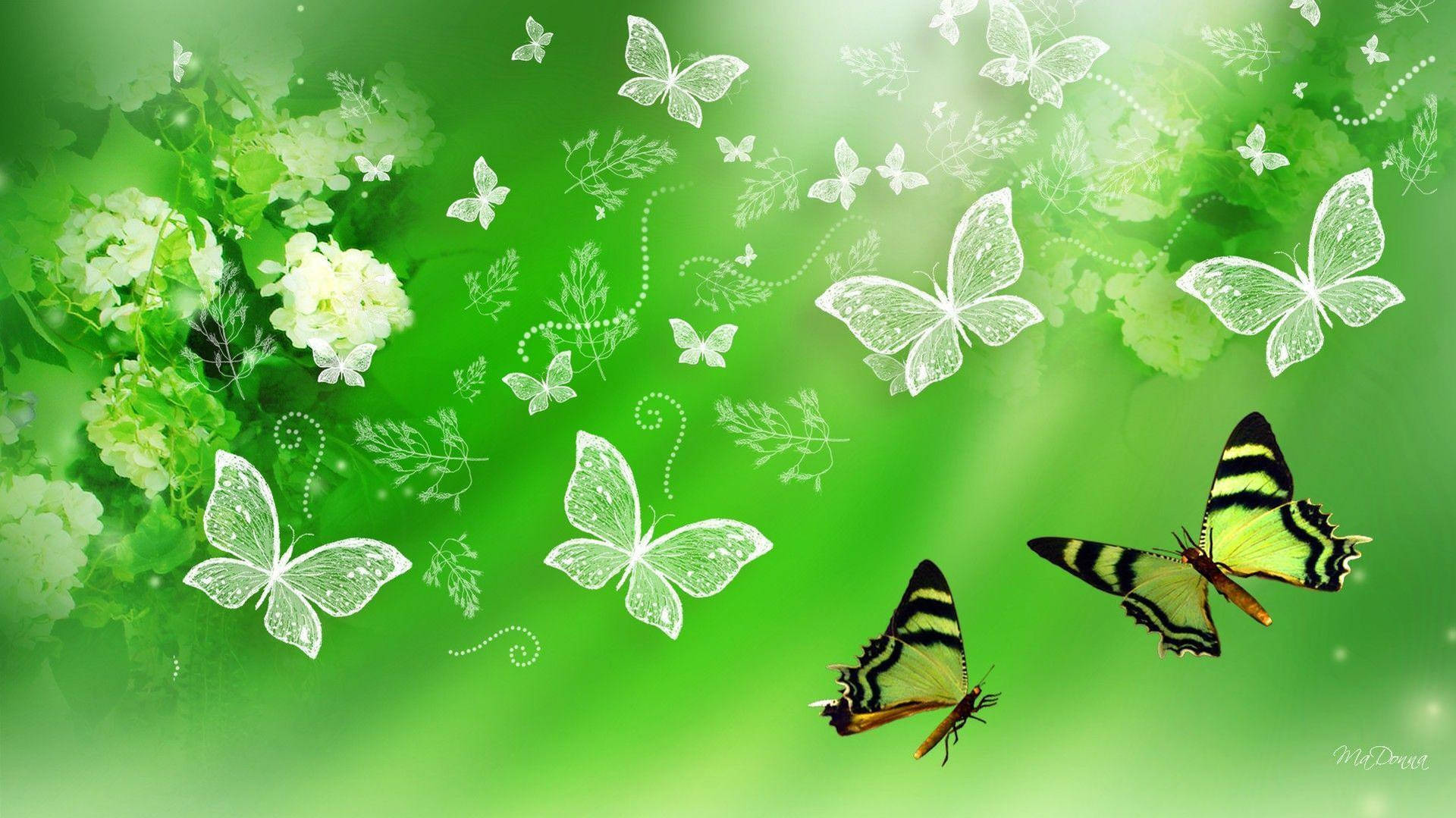 Cute Aesthetic ButterflyWallpapers