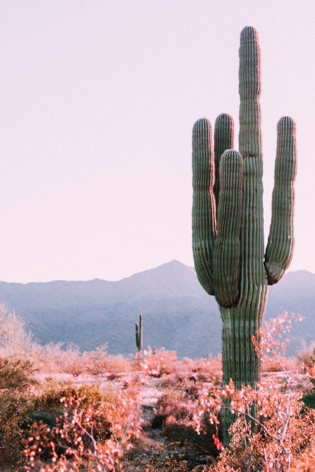 Cute Aesthetic CactusWallpapers