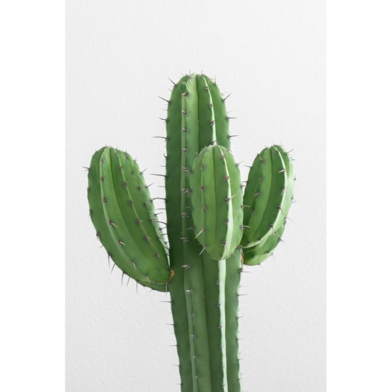 Cute Aesthetic CactusWallpapers