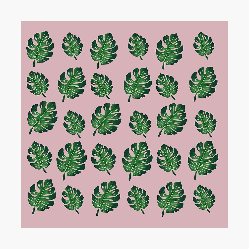 Cute Aesthetic Plant Wallpapers