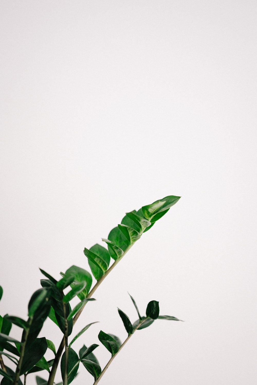 Cute Aesthetic Plant Wallpapers