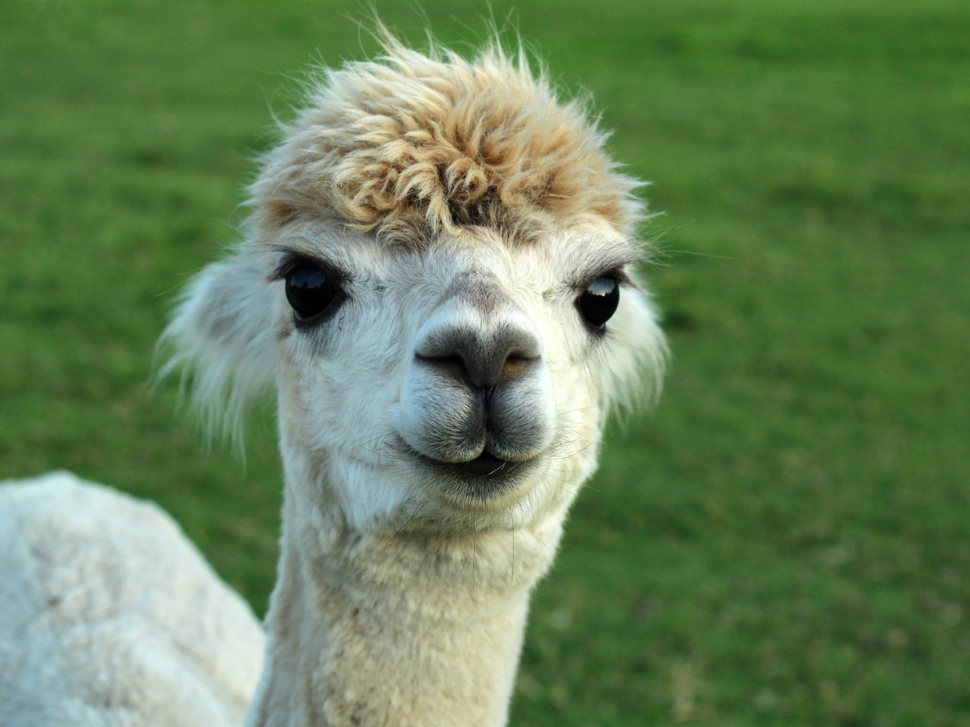 Cute Alpaca Wallpapers