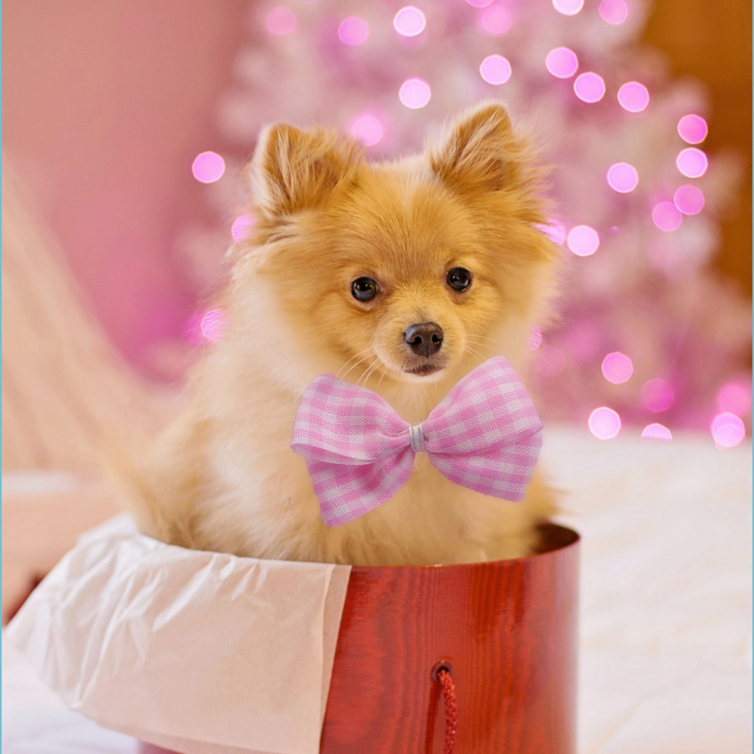 Cute Animal Christmas Wallpapers