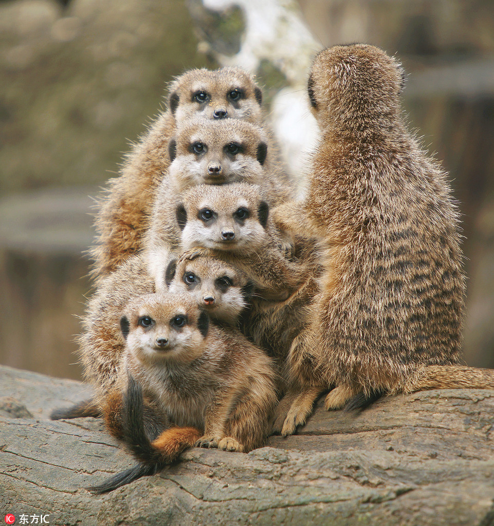 Cute Animal Family Wallpapers