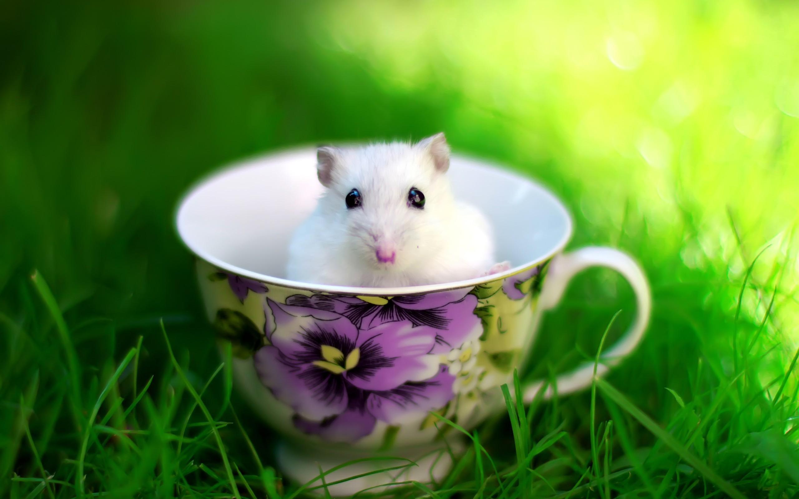 Cute Animal Nature Wallpapers