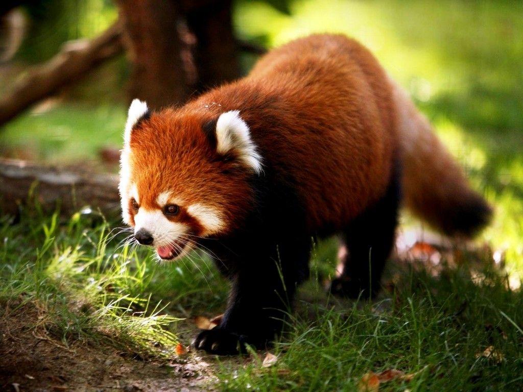 Cute Animal Nature Wallpapers