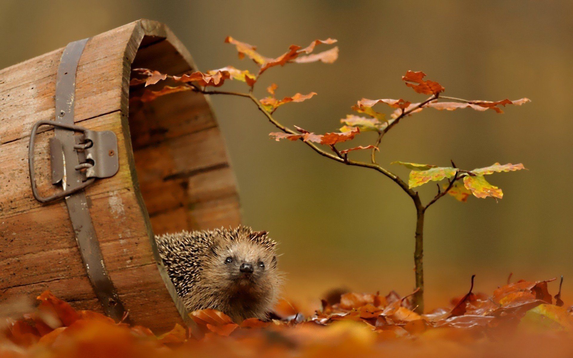 Cute Autumn Animals Wallpapers