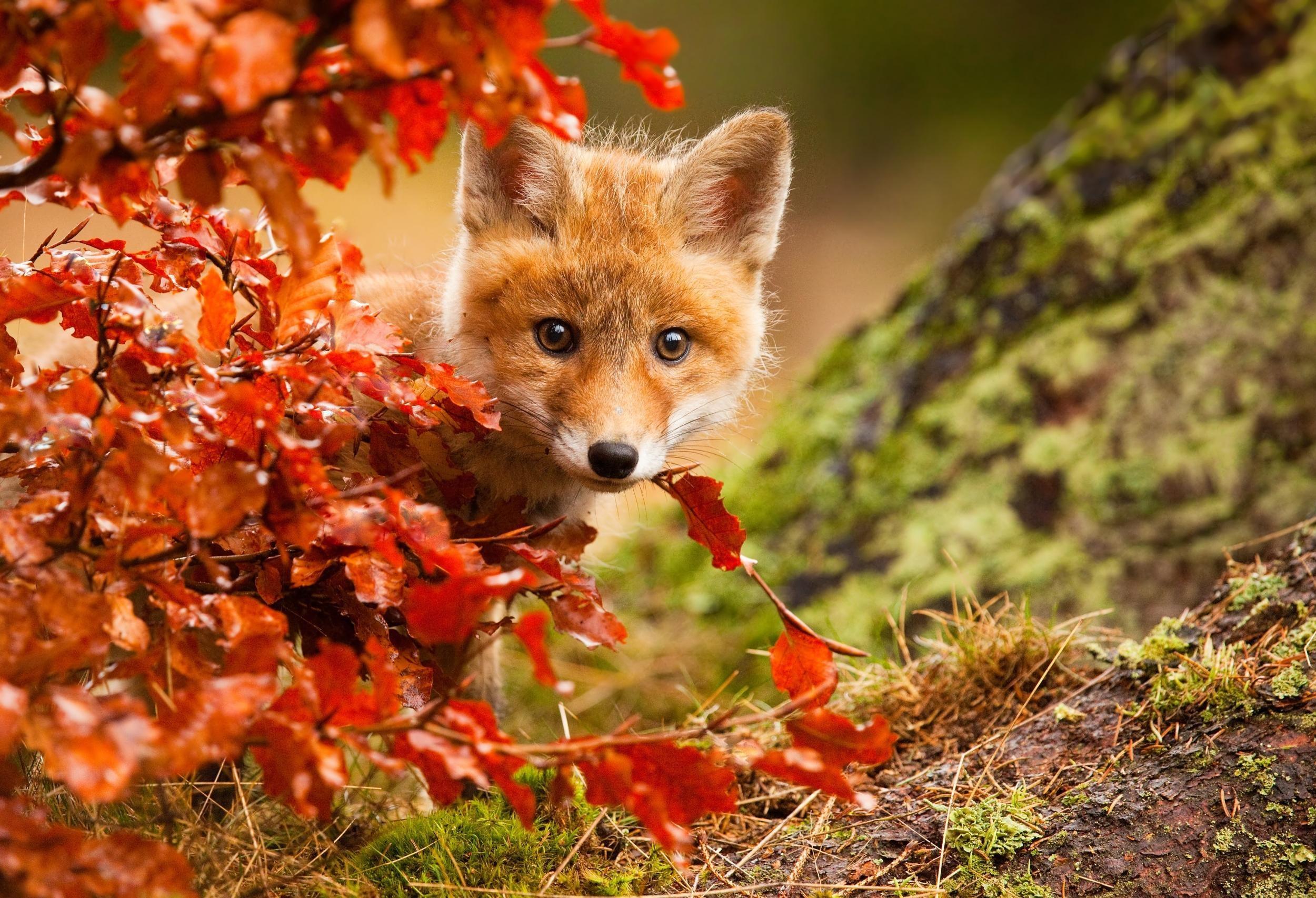 Cute Autumn Animals Wallpapers