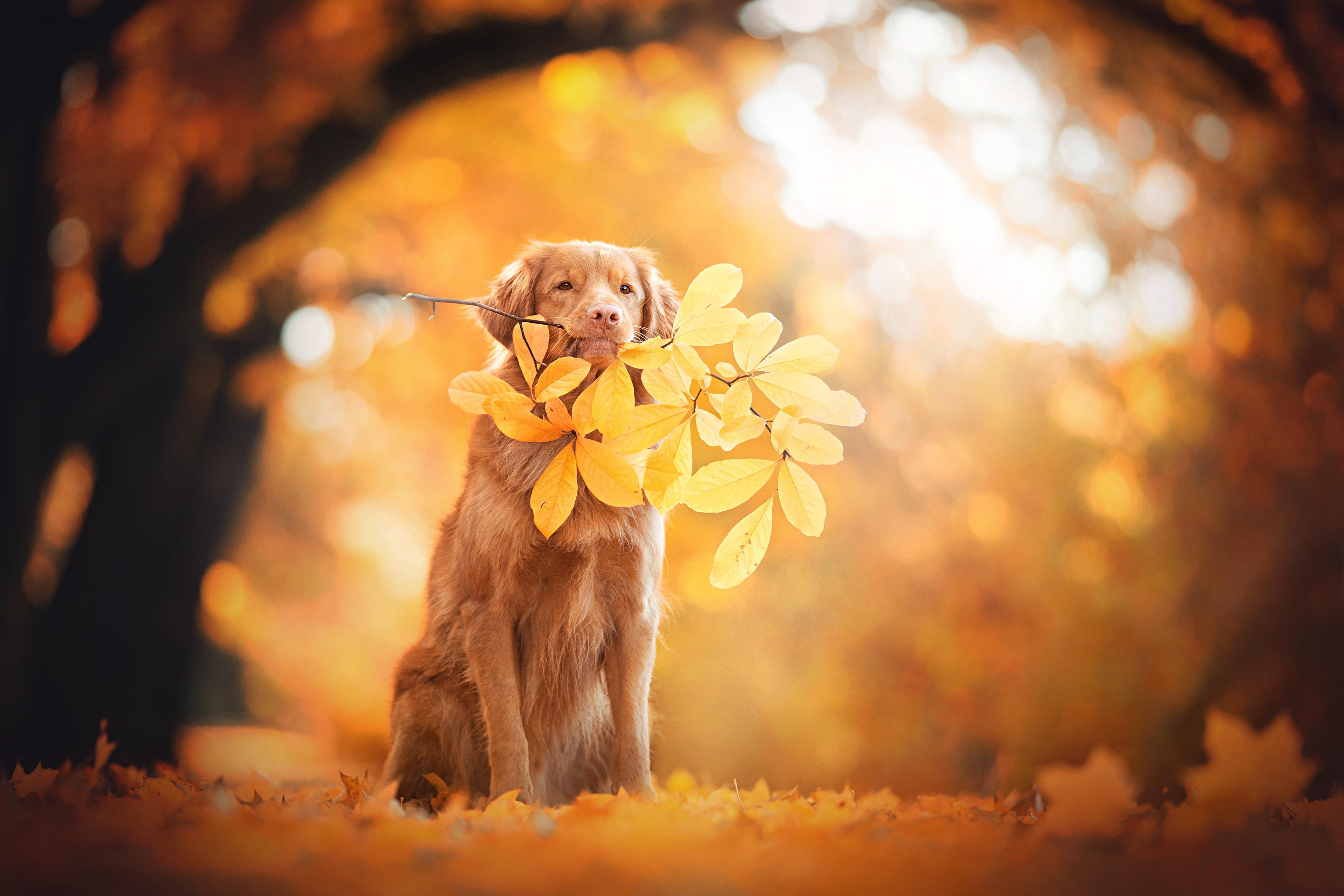 Cute Autumn Animals Wallpapers