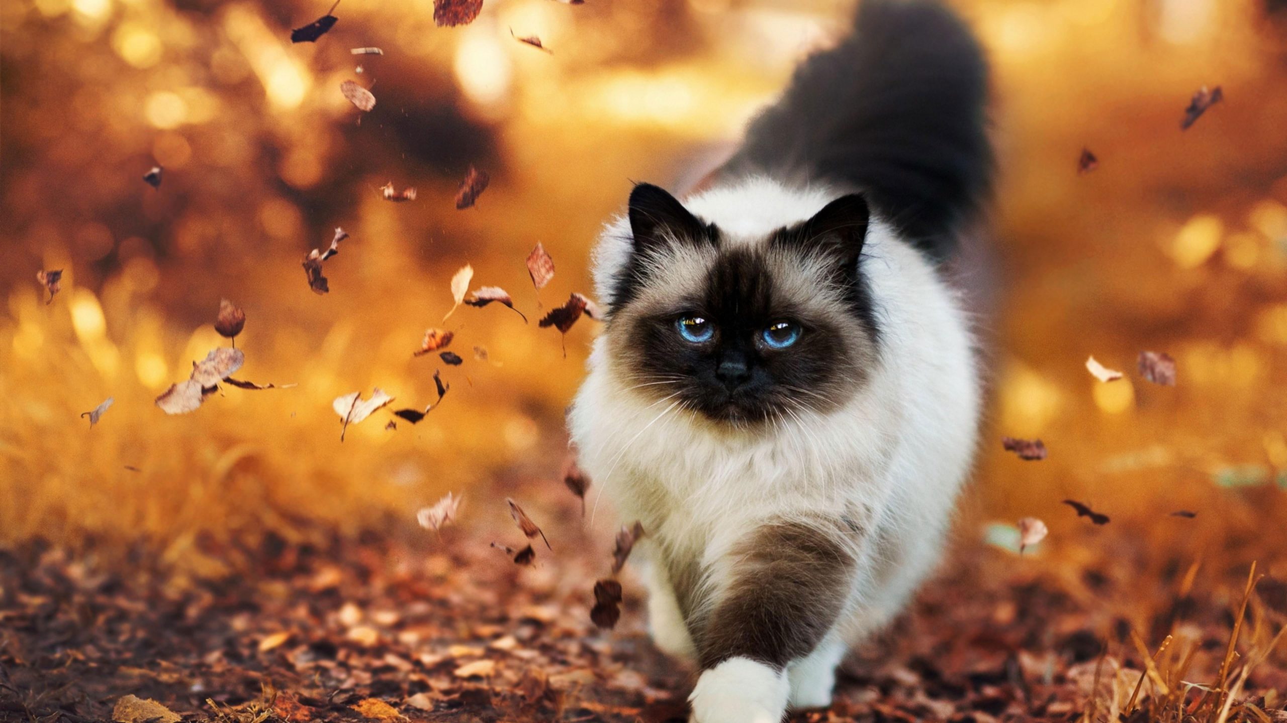 Cute Autumn Animals Wallpapers