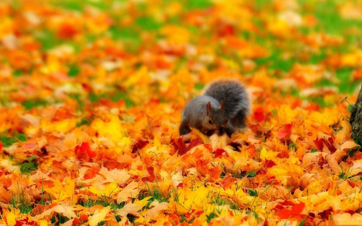 Cute Autumn Animals Wallpapers