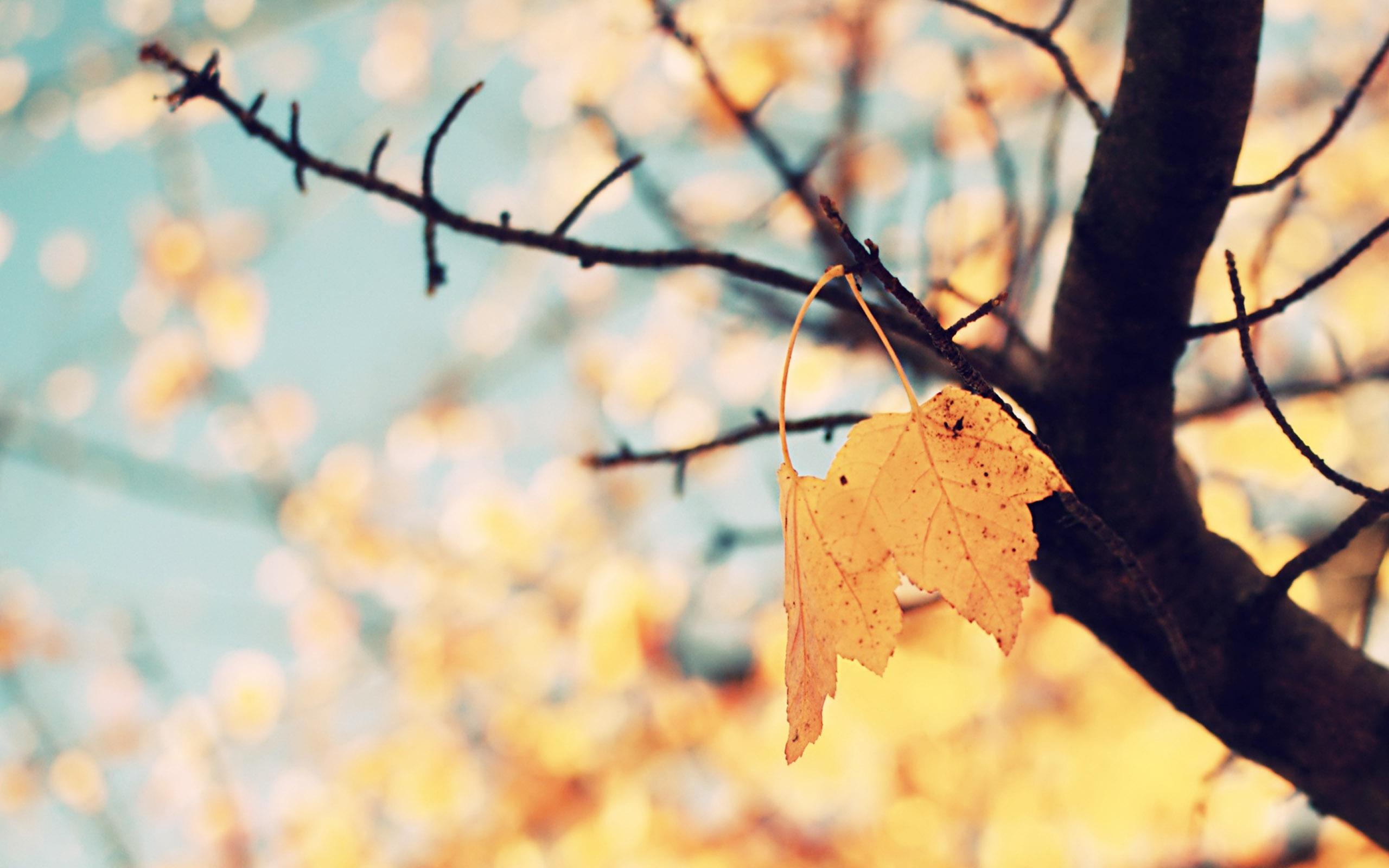 Cute Autumn MacbookWallpapers