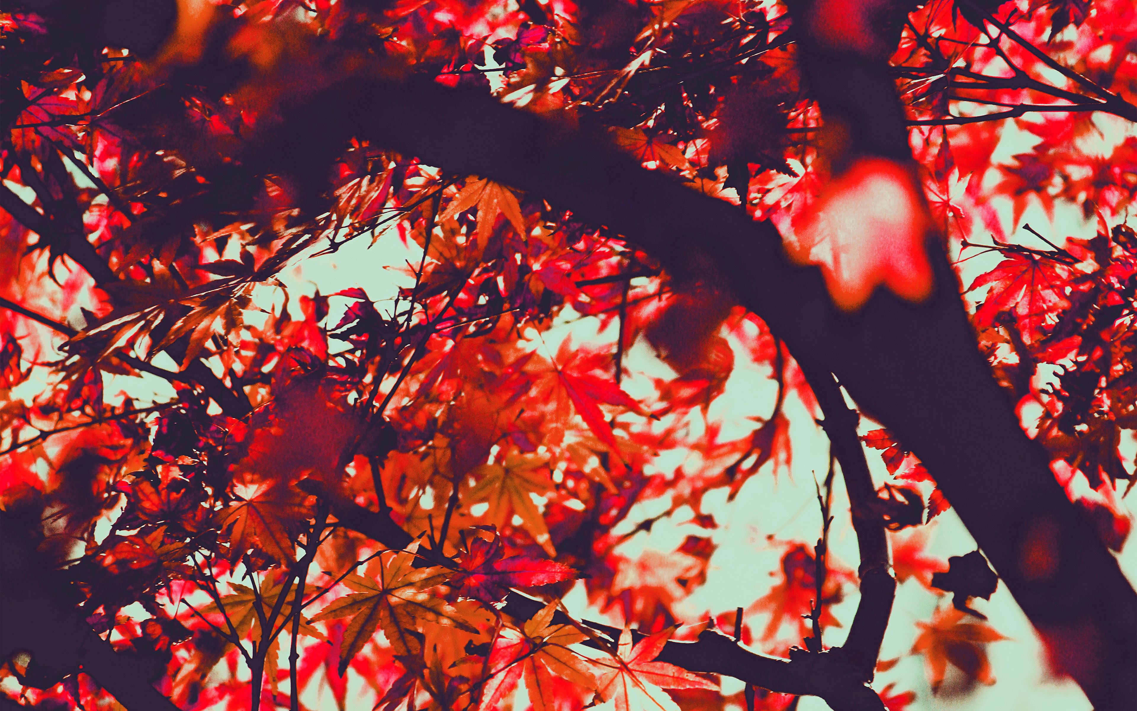 Cute Autumn MacbookWallpapers