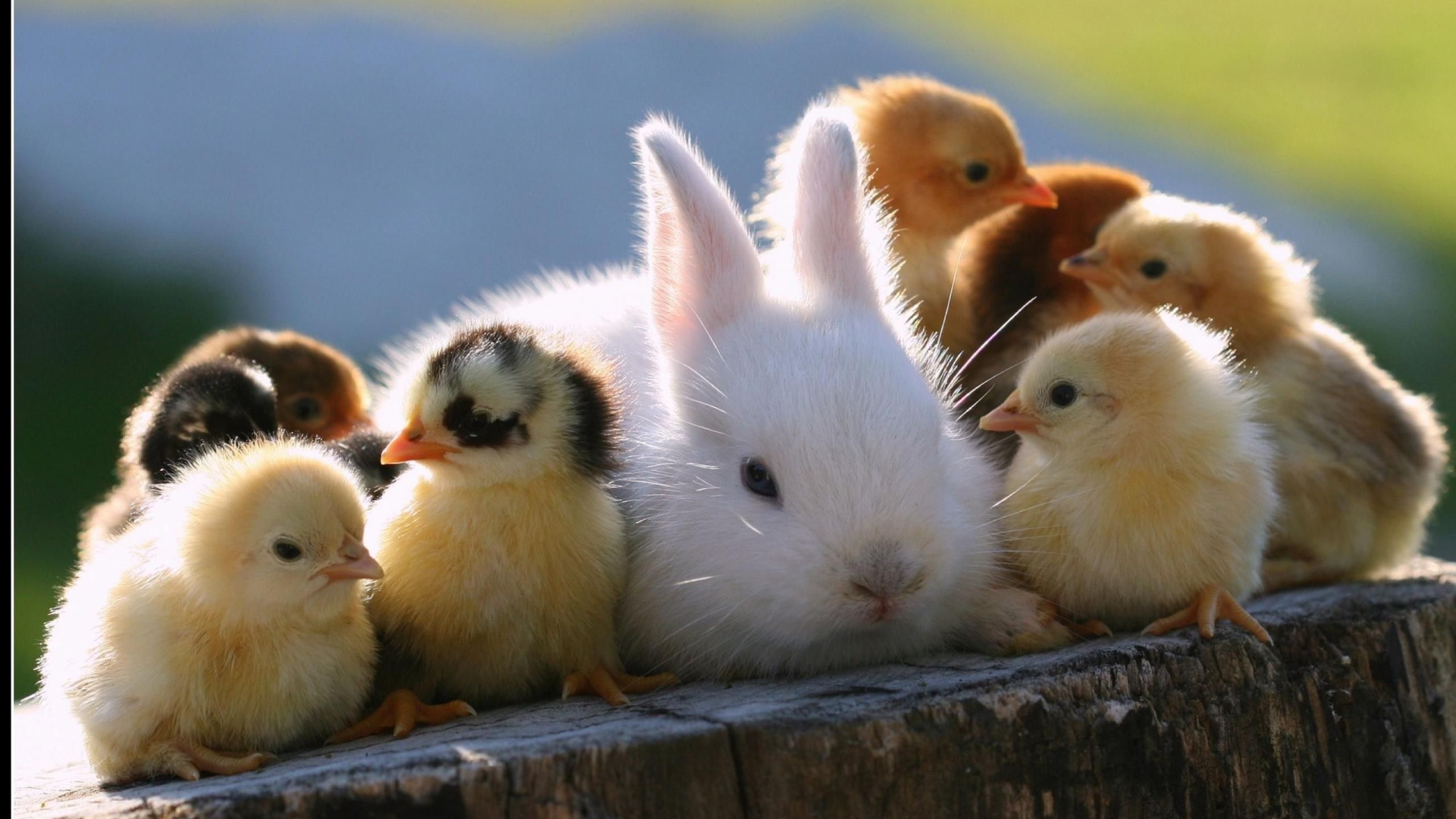 Cute Baby Animal Farm Wallpapers