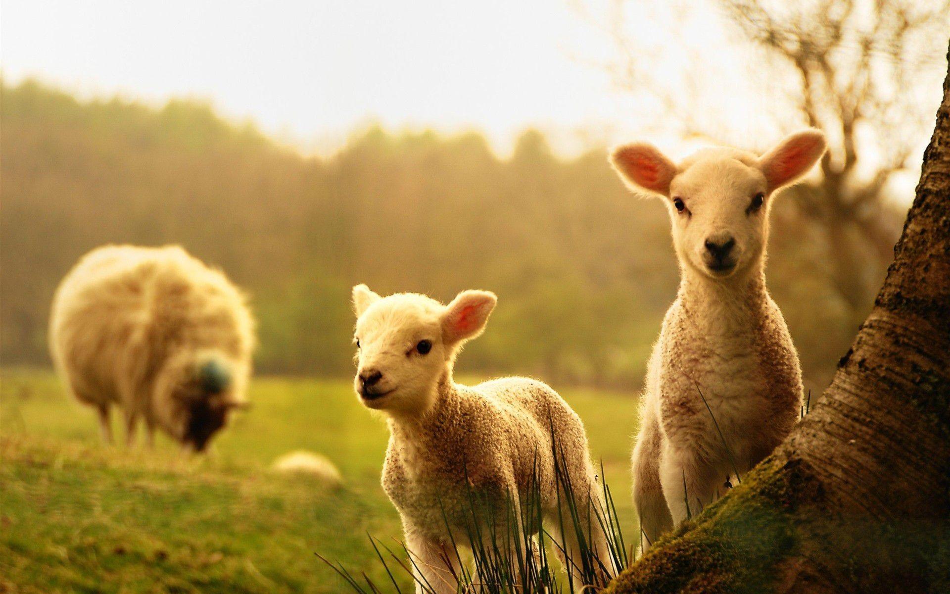 Cute Baby Animal Farm Wallpapers