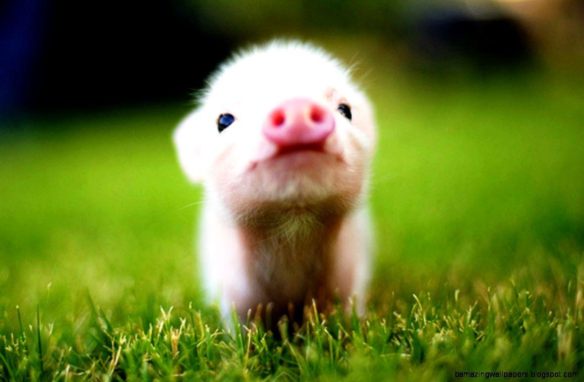 Cute Baby Animal Farm Wallpapers