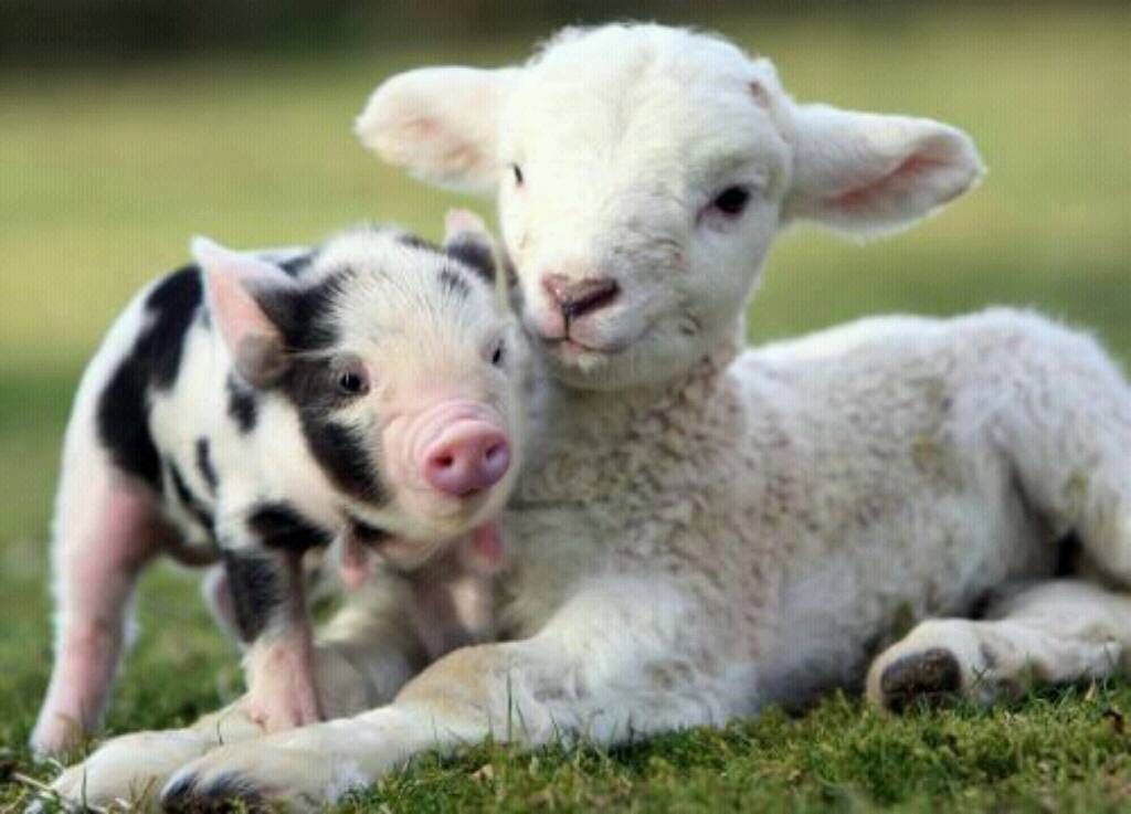 Cute Baby Animal Farm Wallpapers