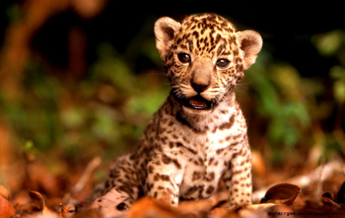 Cute Baby Animals Ever Wallpapers