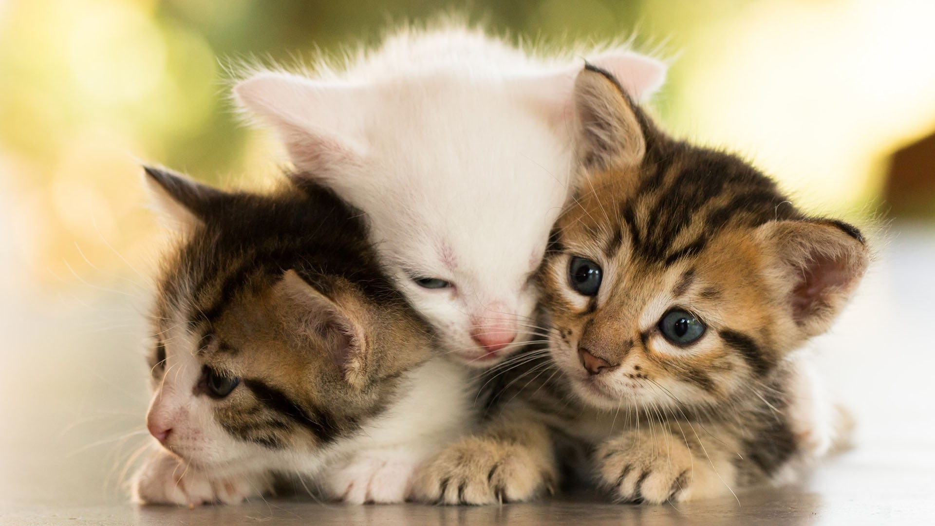 Cute Baby Cats  Wallpapers