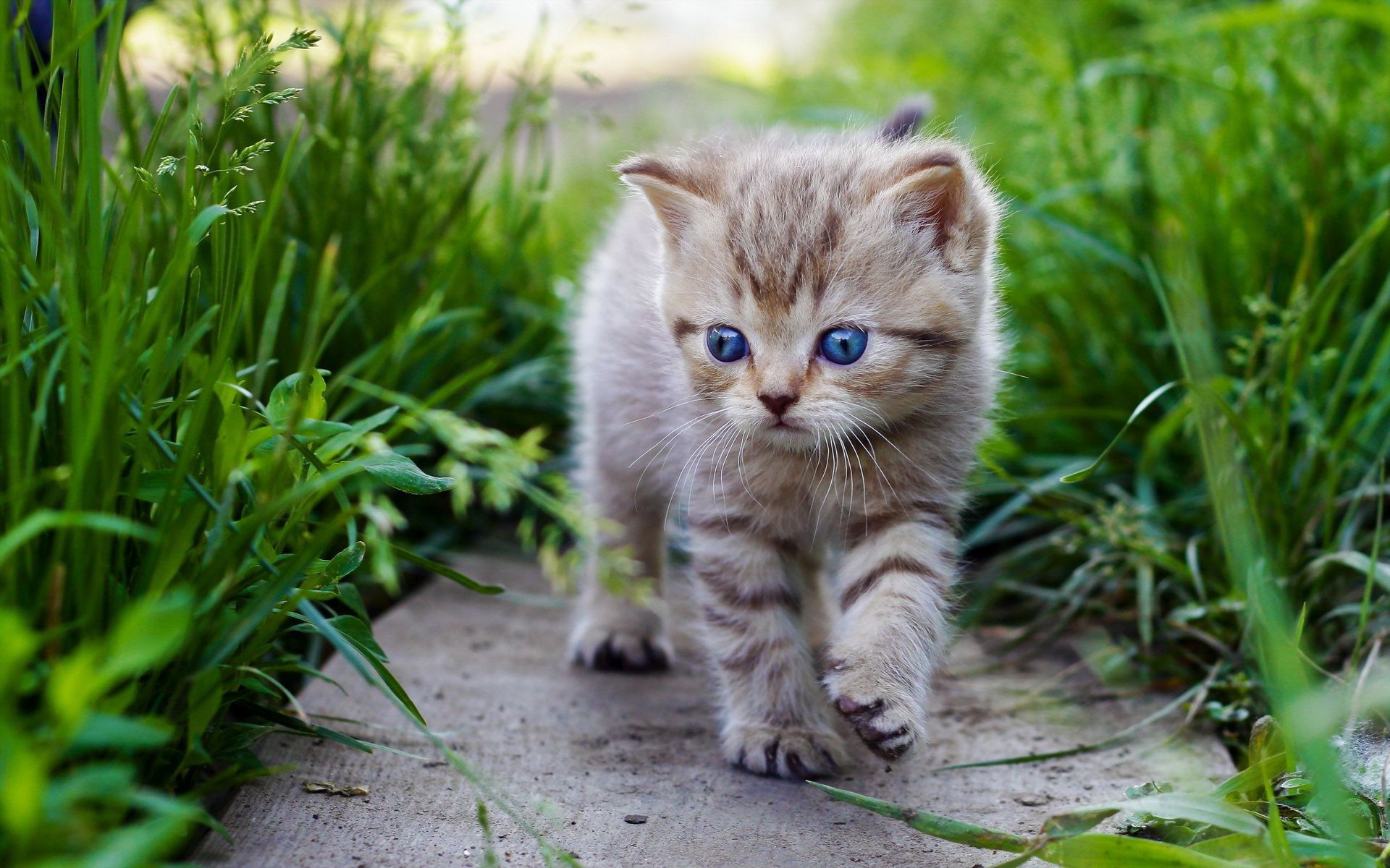 Cute Baby Cats  Wallpapers
