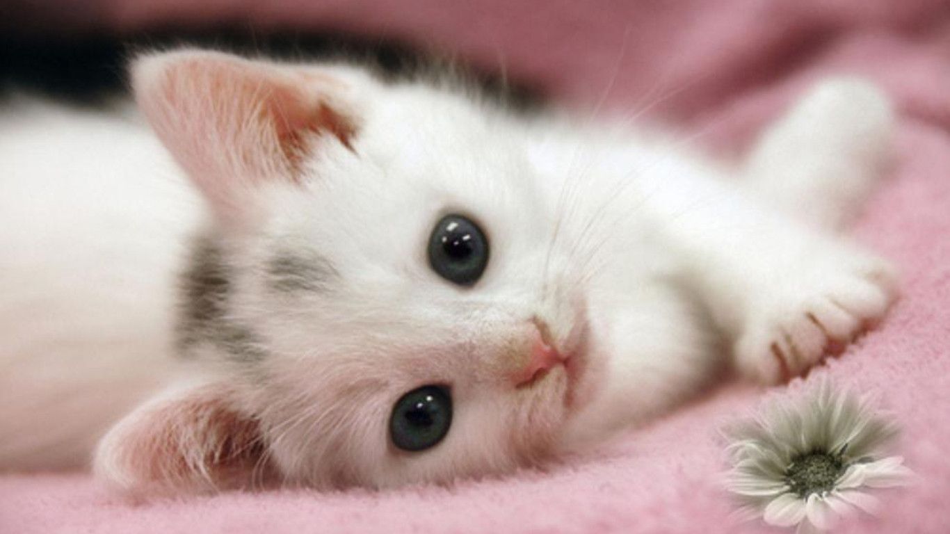Cute Baby Cats  Wallpapers