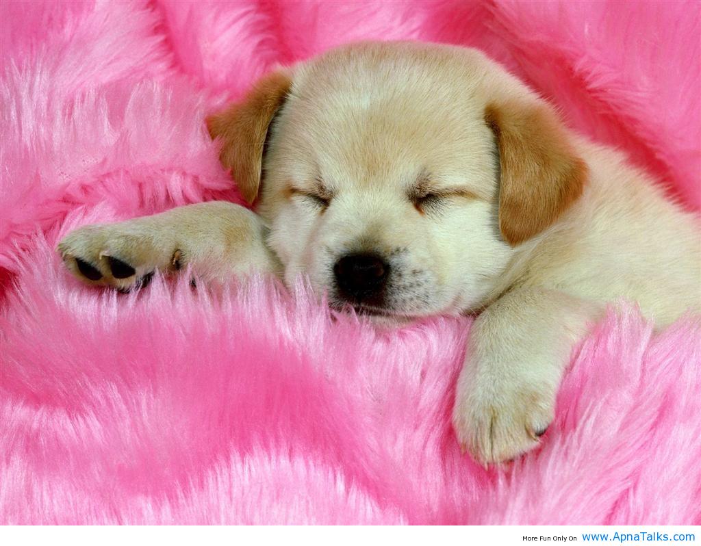 Cute Baby Dog Wallpapers