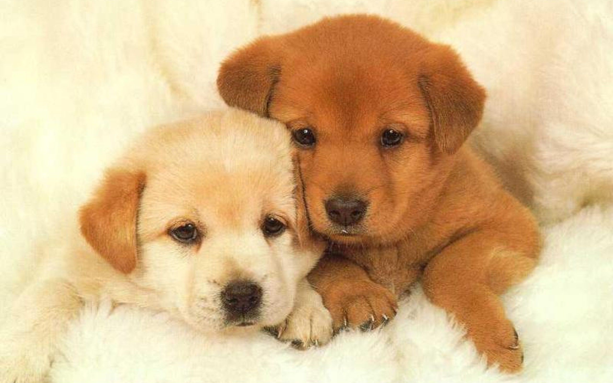 Cute Baby Dog Wallpapers