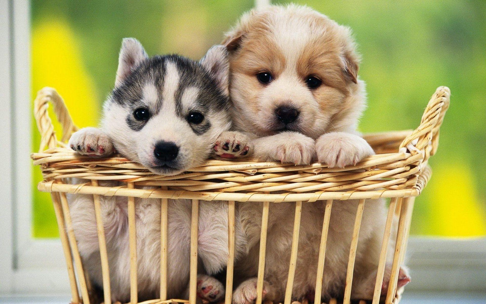 Cute Baby Dog Wallpapers