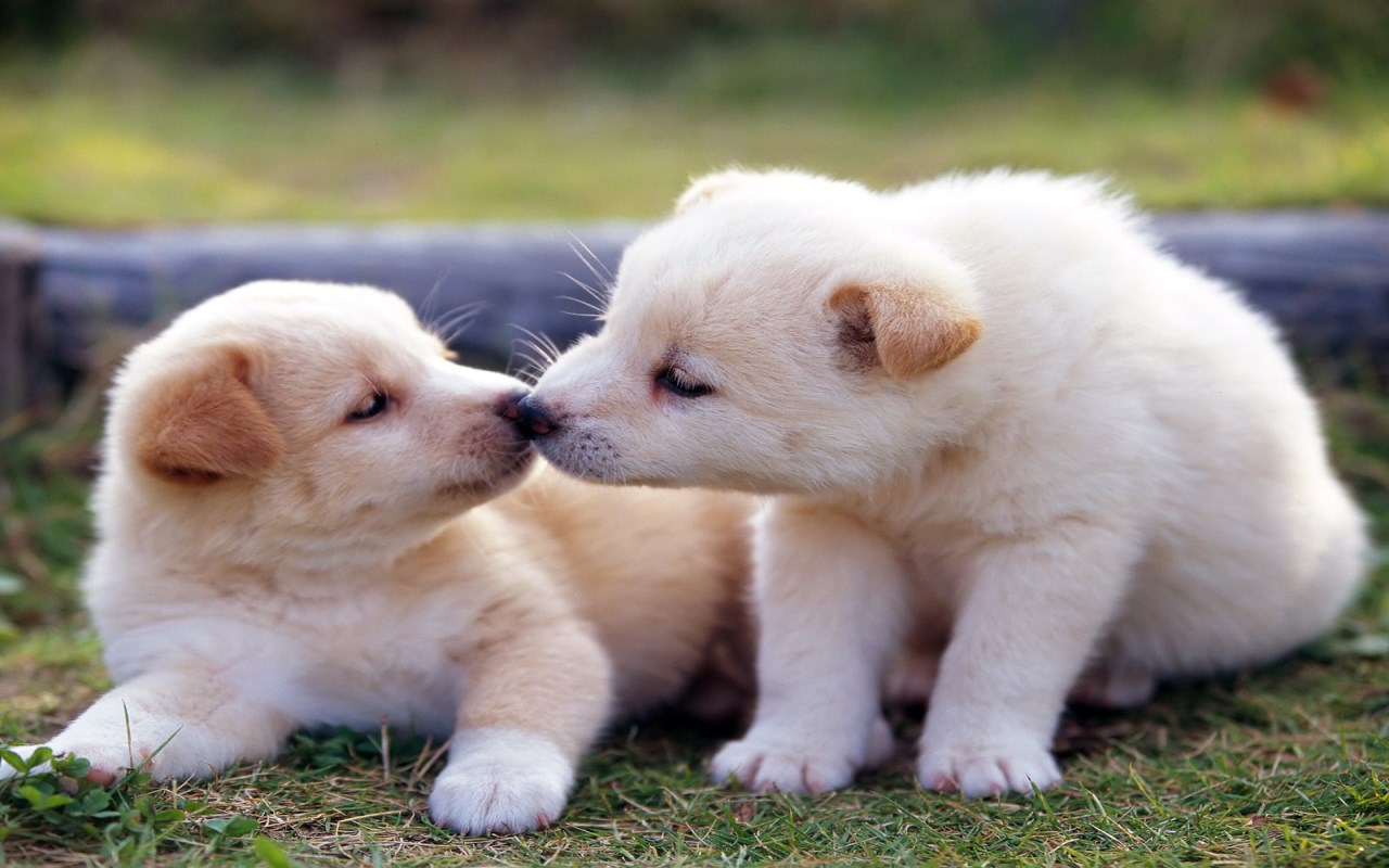 Cute Baby Dog Wallpapers