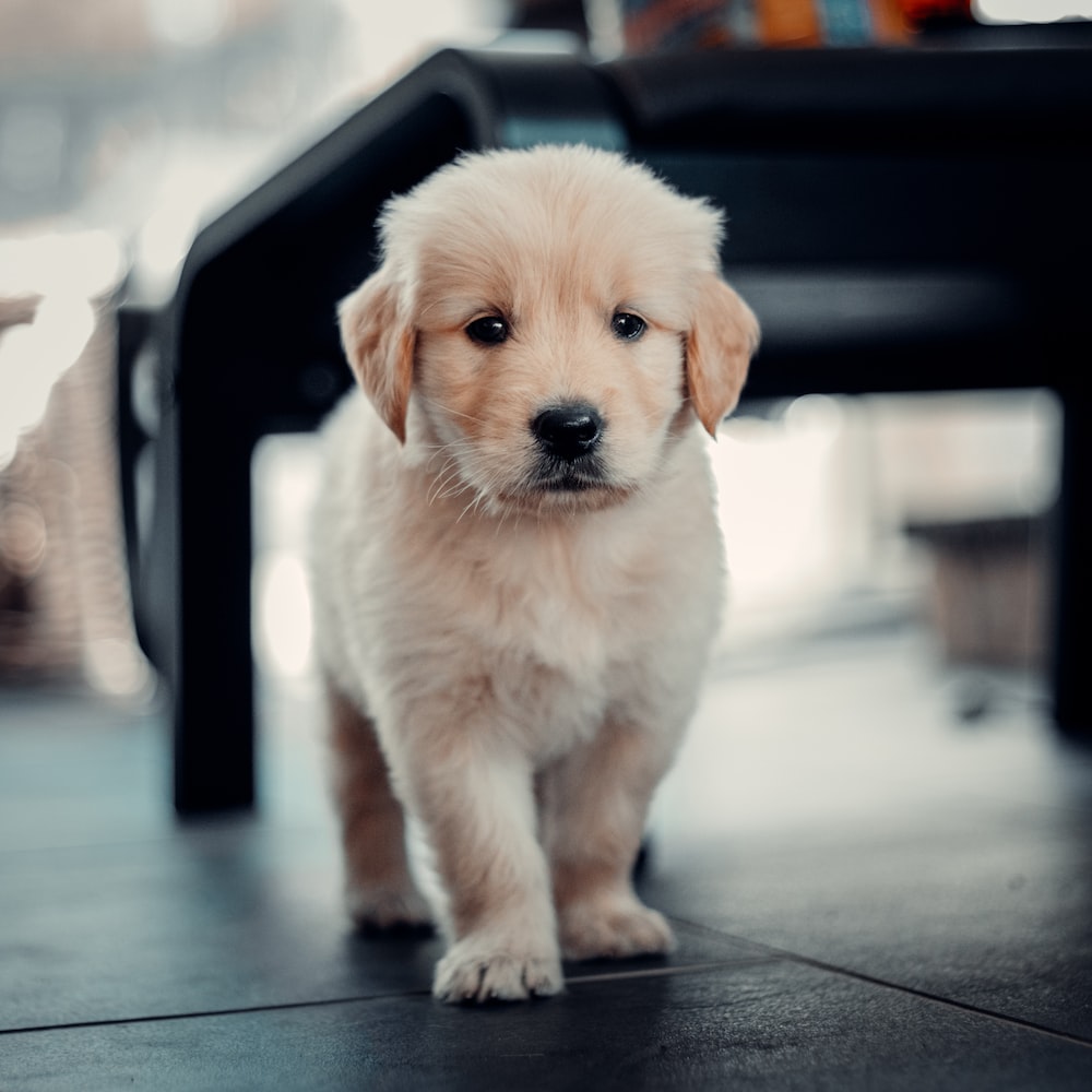 Cute Baby Dogs Wallpapers