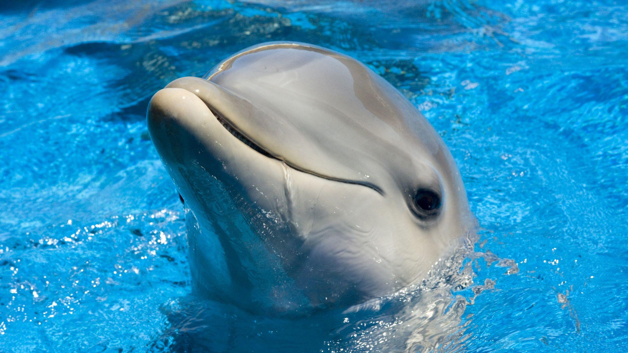 Cute Baby Dolphins Wallpapers