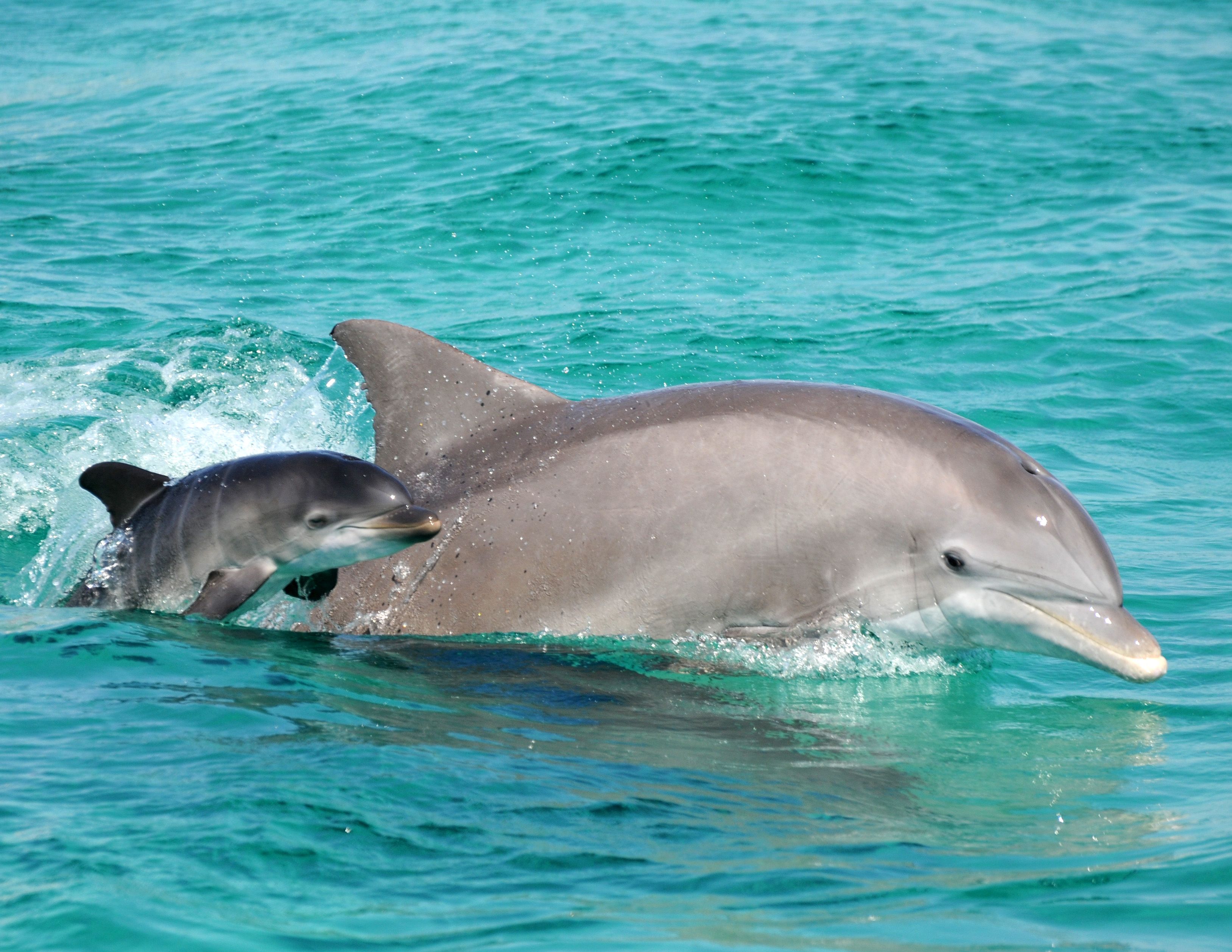 Cute Baby Dolphins Wallpapers