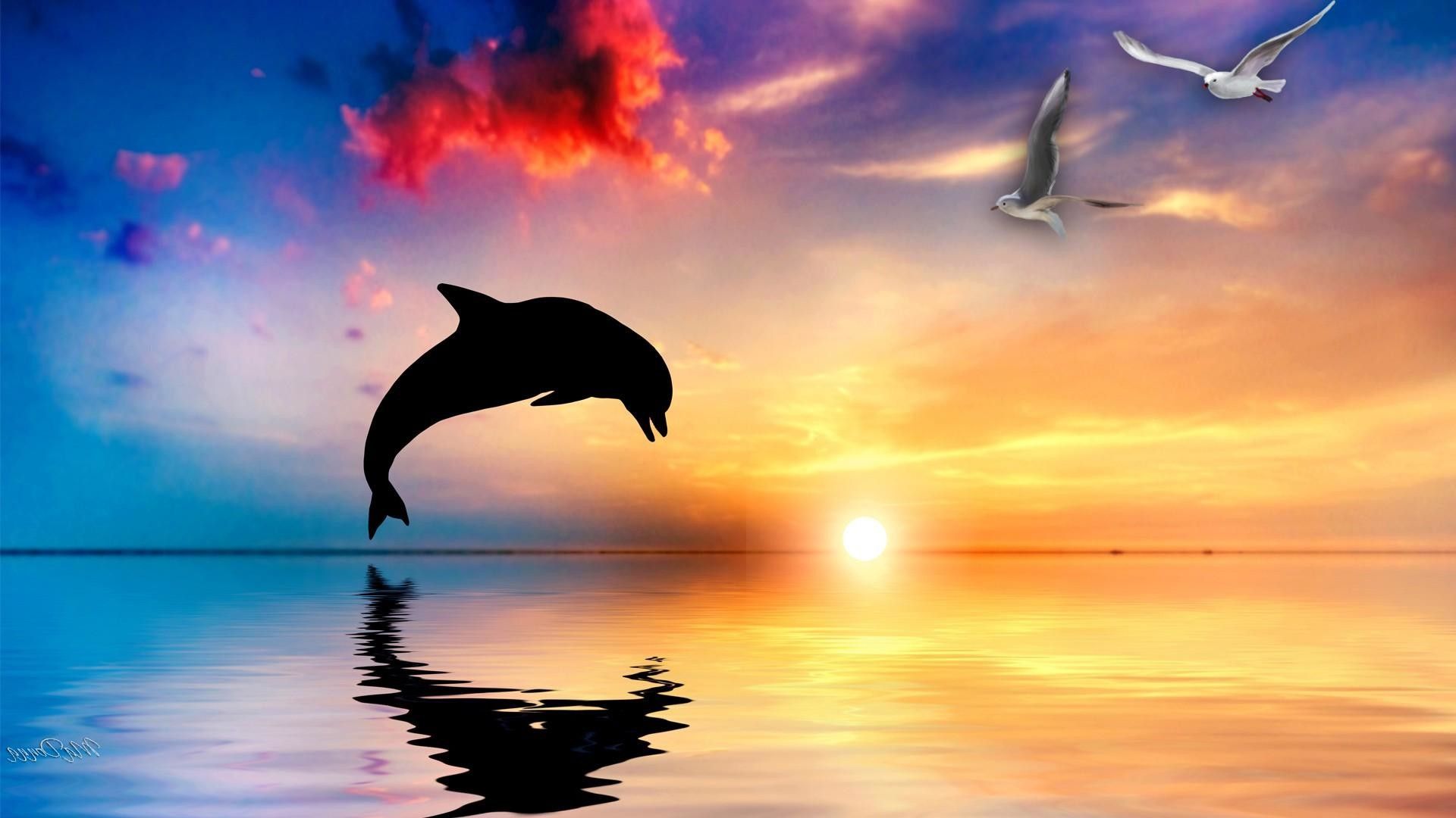 Cute Baby Dolphins Wallpapers