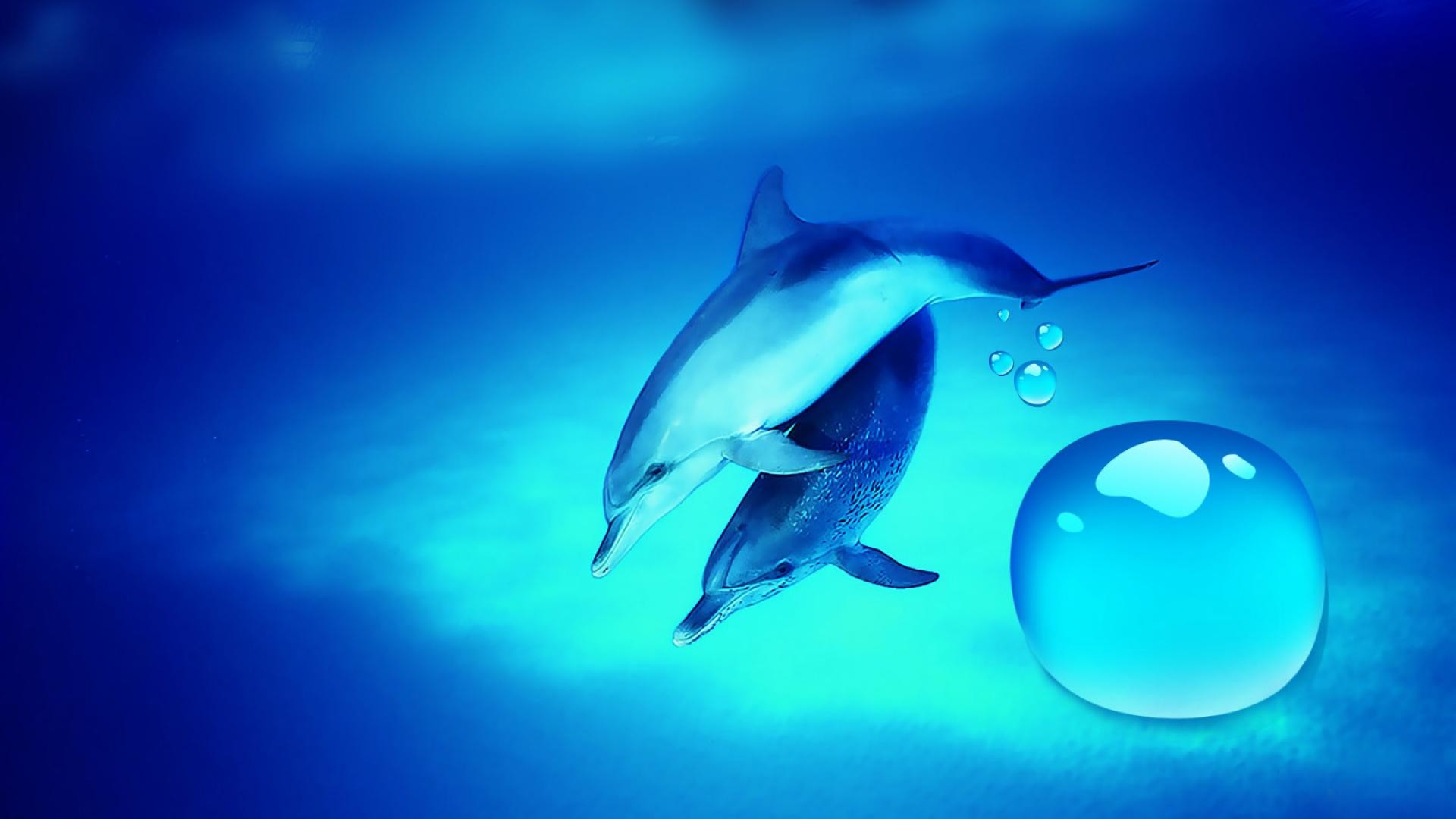 Cute Baby Dolphins Wallpapers