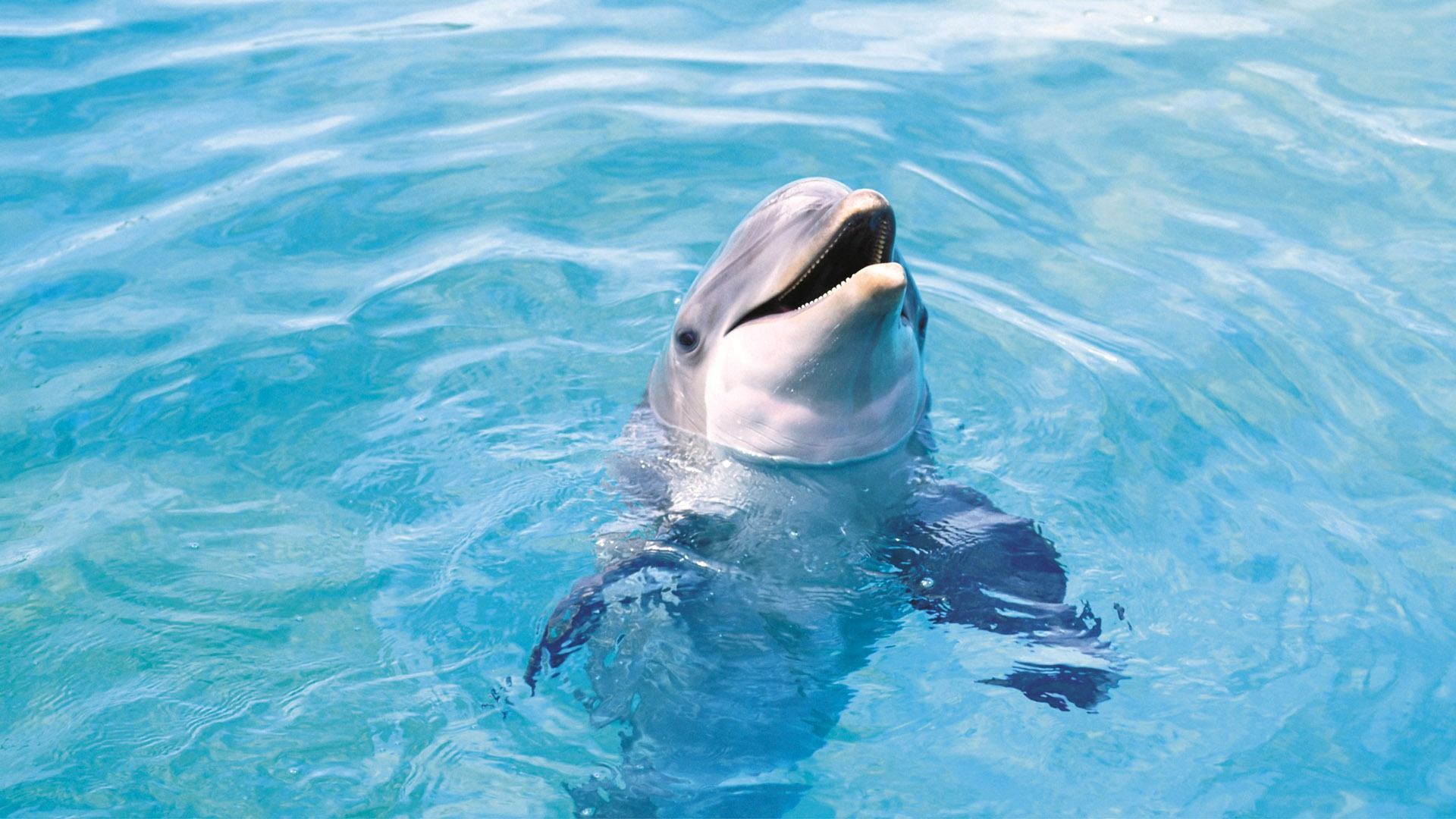 Cute Baby Dolphins Wallpapers